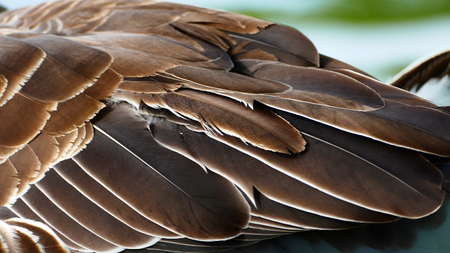 focus on the feather of the duckの写真素材