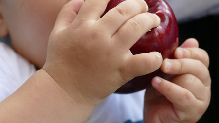 An apple in the hands of a childの写真素材