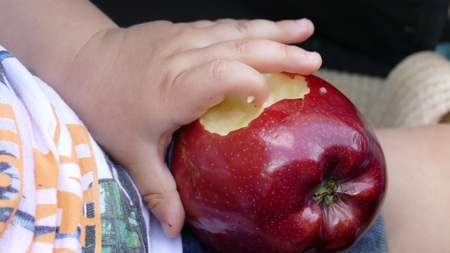 An apple in the hands of a childの写真素材