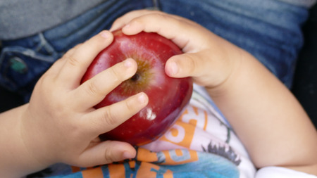 An apple in the hands of a childの写真素材