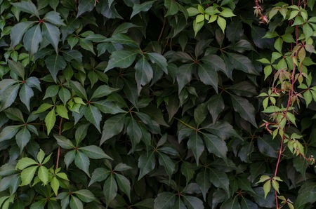 Virginia (American) five-leaf climbing ivy creeper background