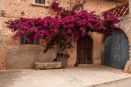 Bougainvillea in front of the door of a houseの写真素材