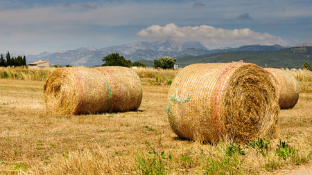 Mowed wheat field with bales of strawの写真素材