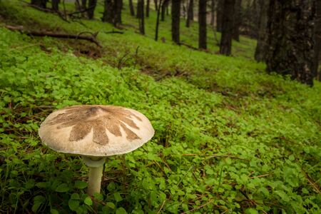 Close-up of a mushroom in a forest in Almeria.の写真素材
