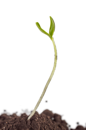 Green sprout in the ground pile. Ecology. On white, isolated background.の写真素材