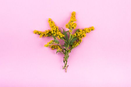 Branch of yellow flowers on a pink background. Top view. Flat lay.の写真素材