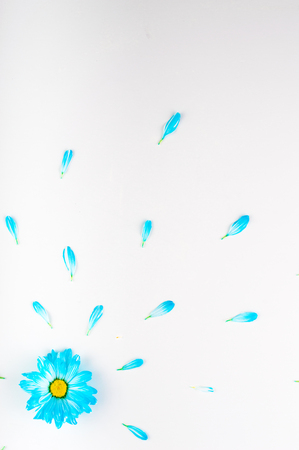 Blue daisy flower with petals. On a light background.  Blooming concept. Flat lay.の写真素材