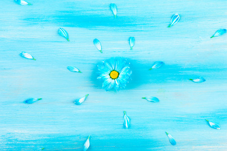 Blue daisy flower with petals. On Ð° blue, wooden background.  Blooming concept. Flat lay.の写真素材