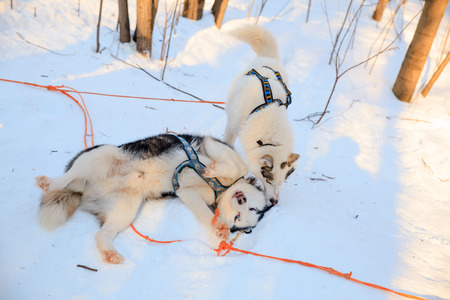 Two playing siberian husky dogs black and white colour in winter.の写真素材