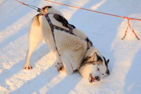Playing siberian Husky dog black and white color in winter.の写真素材