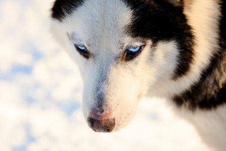 Close up on a snout of a husky dog.の写真素材