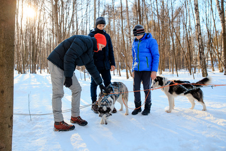 MOSCOW, RUSSIA - FEBRUARY 02, 2017: Ð¡hildren equip the sledge with huskies under the instructor's...