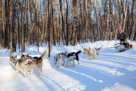 MOSCOW, RUSSIA - FEBRUARY 02, 2017: Husky dogs are pulling sledge  at sunny winter forest. "Along the way with huskies" challenge in the Sokolniki park, Moscow on February 02, 2017.のeditorial素材