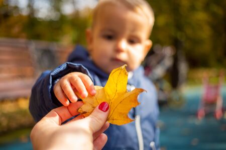 close-up female hand holds a yellow autumn leaf, a little cute toddler boy in blue clothes touches it in blur against the backdrop of an autumn parkの写真素材