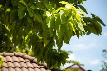 tiled roof and leaves of a tropical tree in the rays of the bright sun.