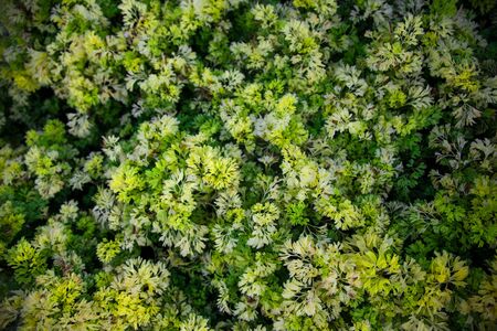 texture of beautiful fresh greens grass moss. top view.の写真素材