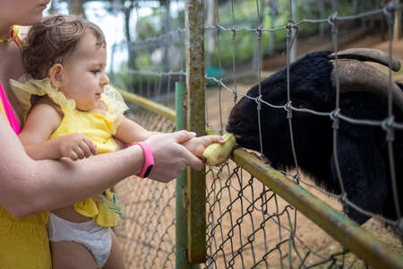 Adorable cute toddler girl with mother feeding goat on a kids farm. Beautiful baby child petting animals in the zoo. Excited and happy girl on family weekend.の写真素材