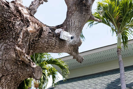outdoor cctv camera hanging on a tree