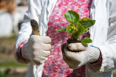 female hands hold a flower sprout and show thumbs up. botany hobby