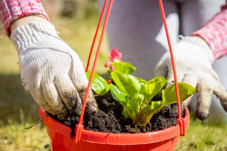 close-up of female hands in household gloves planting flowers in an outdoor pot on a green meadow. no faceの写真素材