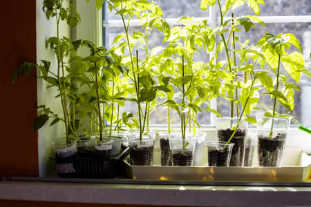 sprouts of tomato and pepper stand on the window sill in the sunshineの写真素材