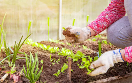 the hands of a gardener in household gloves plants seedlings of young plant sprouts in the ground in...