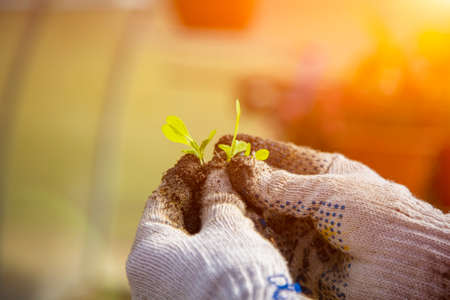 close-up of a young sprout in the hands of a gardener with household gloves. new life conceptの写真素材