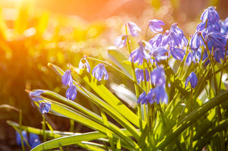 first spring flowers blue snowdrops in the sunhine close-up soft focus, creative focus and blurの写真素材