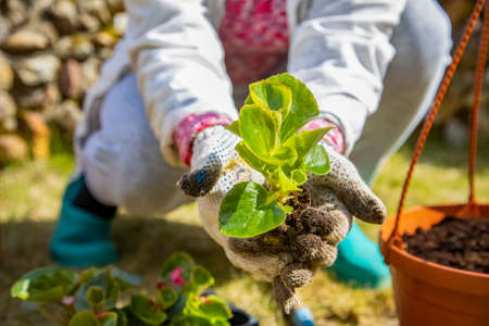 female hands hold a flower sprout to the camera. botany hobby. do it yourselfの写真素材