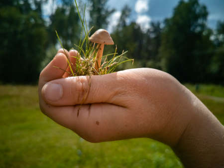inedible mushrooms. a hand holds a mushroom toadstool in the palm of the hand. dangerous mushrooms in the forest. risk of poisoning and death.の写真素材