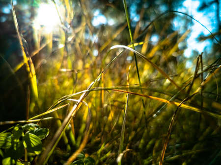 beautiful autumn background. dry autumn grass grows in the forest in sunbeams close upの写真素材