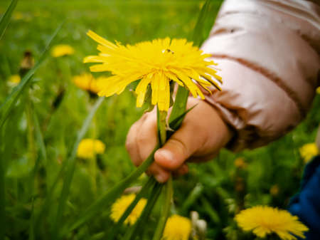 child tears yellow flowering dandelions in green grass. close-up. children's hand collects flowers in a bouquet.の写真素材