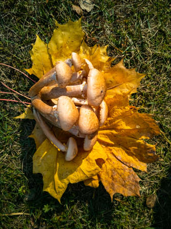 honey mushrooms in the autumn forest. close-up. beautiful edible mushrooms on yellow leaves in sunlightの写真素材