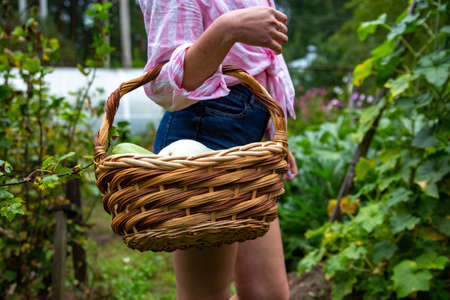 Woman with Basket of Vegetables. no faceの写真素材