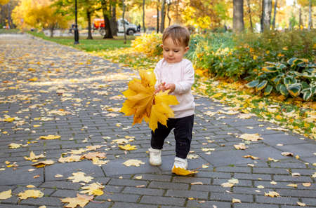 adorable toddler playing with fallen maple leaves in autumn park. baby carries mom a bouquet of yellow maple leavesの写真素材