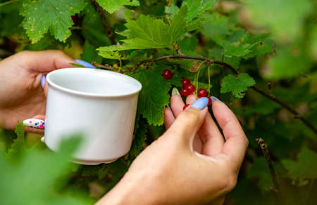 Girl hand collects red currant berries from a bush. Concept of rural life and home fruit close-up faceless. harvesting crop conceptの写真素材