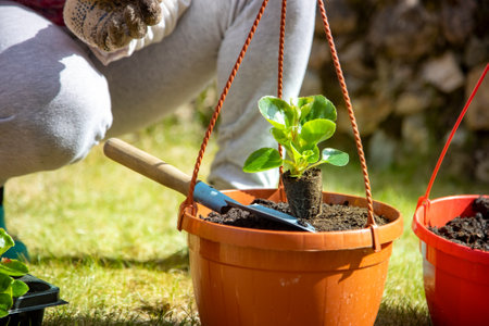 close-up of a gardener's hand in household gloves planting a flower in a pot sunny dayの写真素材