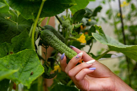 A woman's hand collects the fruits of a cucumber, in the thickets of foliage.の写真素材