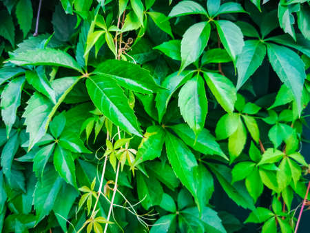 green ivy leaves wall background. nature texture plantsの写真素材