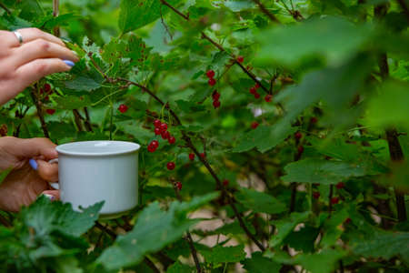 Picking berries in the garden, harvesting. Summer healthy eating concept. Healthy organic sweet fruits. harvesting crop conceptの写真素材