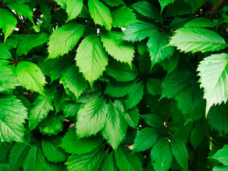 Green hedge background. Fence of creeper leaves. Texture of tree ivy, nature backgrounds. Creeper vine, natural pattern of leaf.の写真素材