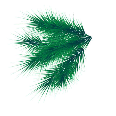 Green lush spruce branch. Fir branches. vector illustrationのイラスト素材