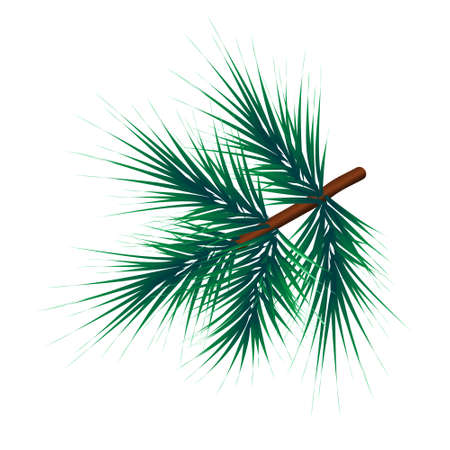 Green lush spruce branch. Fir branches. vector illustrationのイラスト素材