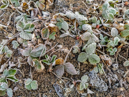 grass covered with frost close-up close-up top viewの写真素材