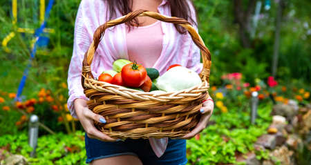 A farmer's woman having a basket within All kinds of Vegetables on a glass. no faceの写真素材