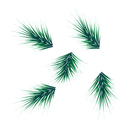 Collection Set of Realistic Fir Branches for Christmas Tree, Pine. Vectorのイラスト素材