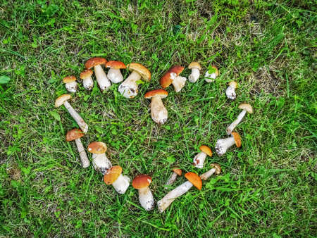 Freshly harvested young boletus mushrooms lie on grass. Edible mushrooms on green grass in a heart