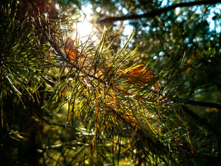beautiful autumn background. sun rays illuminate the branch of a Christmas tree with needles in the forest. close-upの写真素材
