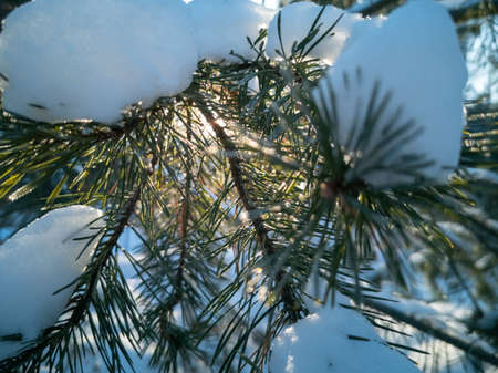 pine branch covered with snow illuminated by the sun. winter frosty sunny day in the forestの写真素材