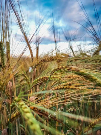 Golden Barley Field. Close up of wheat ears. Field of wheat in a summer dayの写真素材